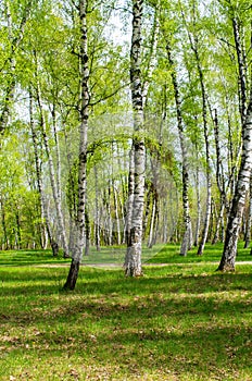 birch grove, beautiful summer landscape