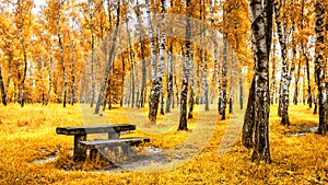 Birch grove with a bench and table on sunny autumn day
