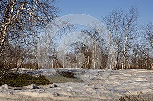 Birch Grove and blue sky in early spring