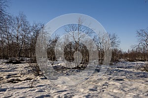 Birch Grove and blue sky in early spring