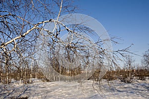 Birch Grove and blue sky in early spring