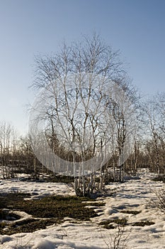 Birch Grove and blue sky in early spring