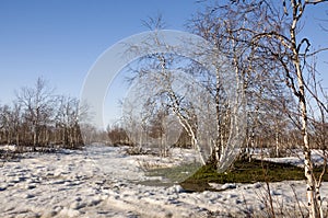 Birch Grove and blue sky in early spring