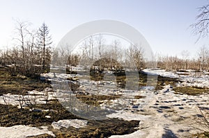 Birch Grove and blue sky in early spring