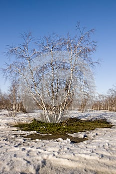 Birch Grove and blue sky in early spring