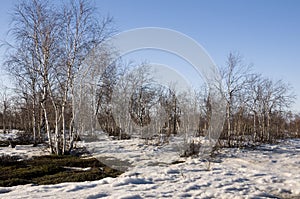 Birch Grove and blue sky in early spring