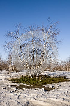 Birch Grove and blue sky in early spring
