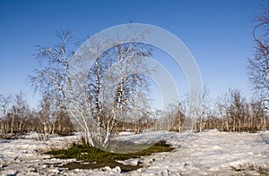 Birch Grove and blue sky in early spring