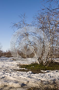 Birch Grove and blue sky in early spring