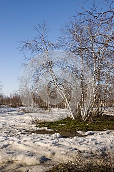 Birch Grove and blue sky in early spring