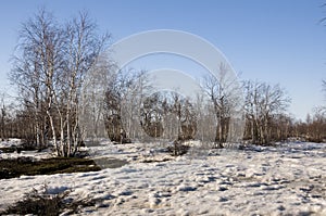 Birch Grove and blue sky in early spring