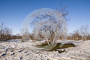 Birch Grove and blue sky in early spring