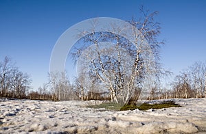 Birch Grove and blue sky in early spring