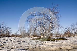 Birch Grove and blue sky in early spring