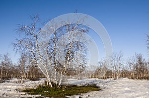 Birch Grove and blue sky in early spring