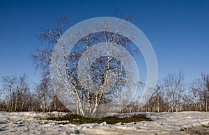 Birch Grove and blue sky in early spring