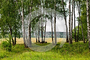 Birch grove on the border of fields, cloudy summer day in nature