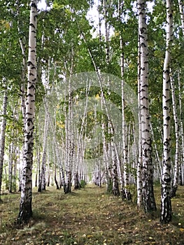Birch grove on a cloudy day. Mighty trees stand in formation in the forest. Beautiful birch trees and autumn landscape