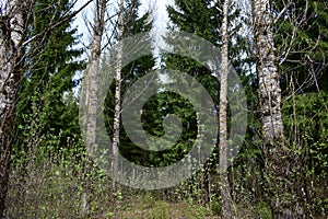 Birch grove. Coniferous alley. The first green foliage. Buds on trees. Shrubs