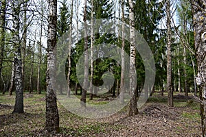 Birch grove. Coniferous alley. The first green foliage. Buds on trees. Shrubs