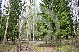 Birch grove. Coniferous alley. The first green foliage. Buds on trees. Shrubs