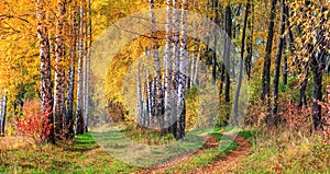 Birch grove with a country road on sunny autumn day