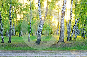 Birch grove at dawn, sunlight, a forest road