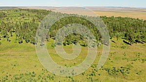 Birch grove and dense forests surround green meadows covering hills and fields