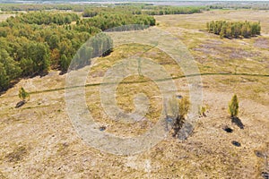 Birch grove and dense forests surround green meadows covering hills and fields under blue sky in summer, aerial view. Panorama of