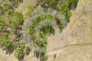 Birch grove and dense forests surround green meadows covering hills and fields under blue sky in summer, aerial view. Panorama of