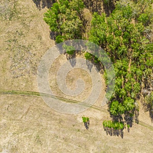 Birch grove and dense forests surround green meadows covering hills and fields under blue sky in summer, aerial view. Panorama of