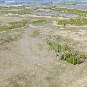 Birch grove and dense forests surround green meadows covering hills and fields under blue sky in summer, aerial view. Panorama of