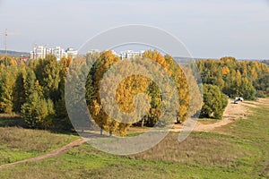 Birch grove and dirt country road, yellowed foliage, bright autumn background