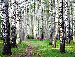 Birch grove in the first days of autumn