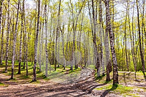 Birch grove in the foothills of the Tien Shan of the city of Almaty