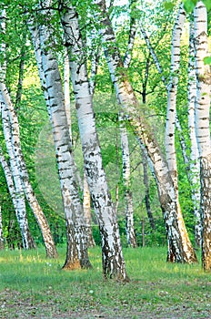 Birch grove in the forest in the early morning, summer