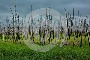 Birch grove after a forest fire.