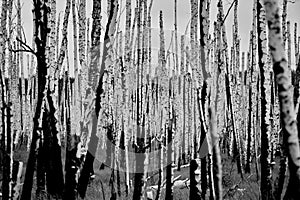 Birch grove after a forest fire.