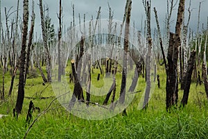 Birch grove after a forest fire.