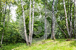 Birch grove in forest in summer
