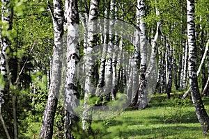 A birch grove, a forest in the sunlight in the morning. Tires of birch in summer.