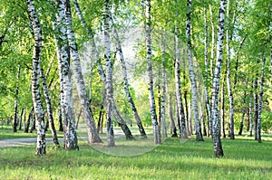 Birch grove, forest trail, summer