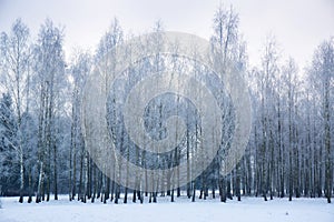 Birch grove with frost on the trees in the park