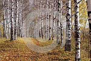 Birch grove in Golden sunlight on a clear day. Path between the trees