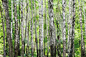 birch grove in green woods on sunny summer day