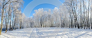 Birch grove in hoarfrost against blue sky, picturesque winter la