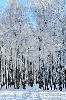 Birch grove in hoarfrost on sunny day