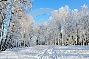 Birch grove in hoarfrost on sunny day, winter landscape