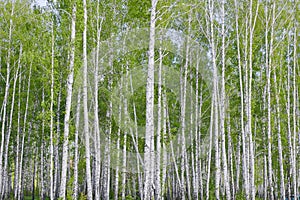 Birch grove