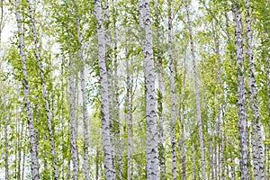 Birch grove